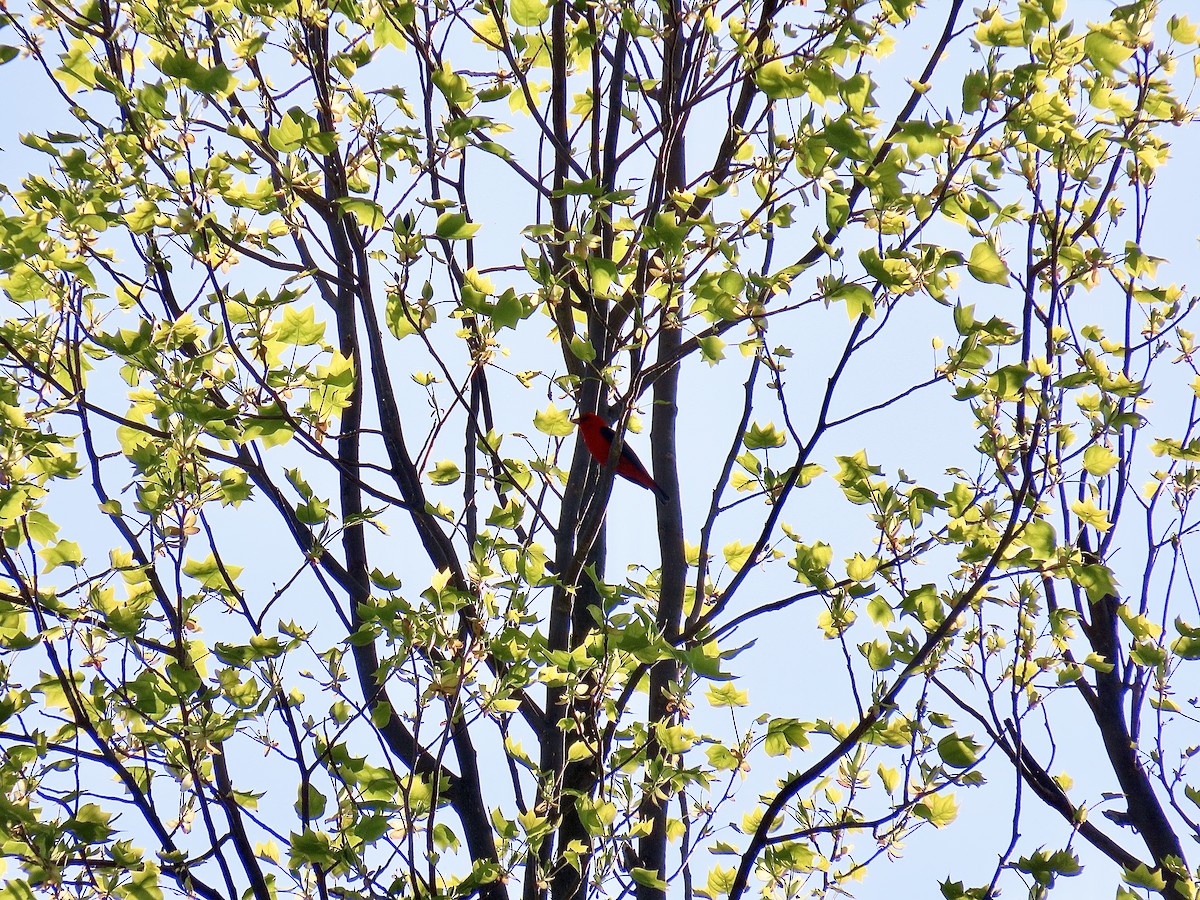 Scarlet Tanager - ML618211073
