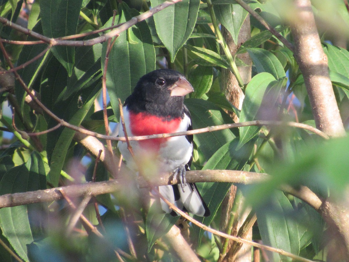 Rose-breasted Grosbeak - Juan Tamayo