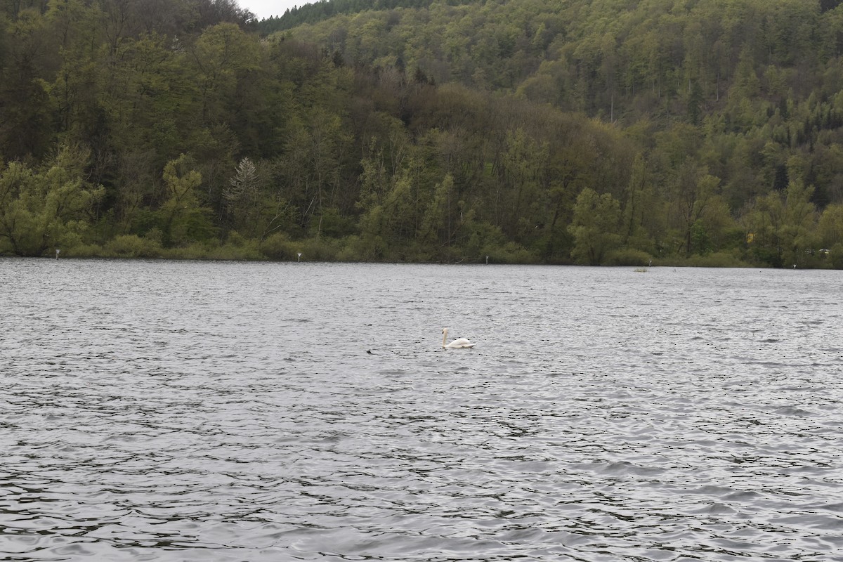 Mute Swan - Carles Casas Mir