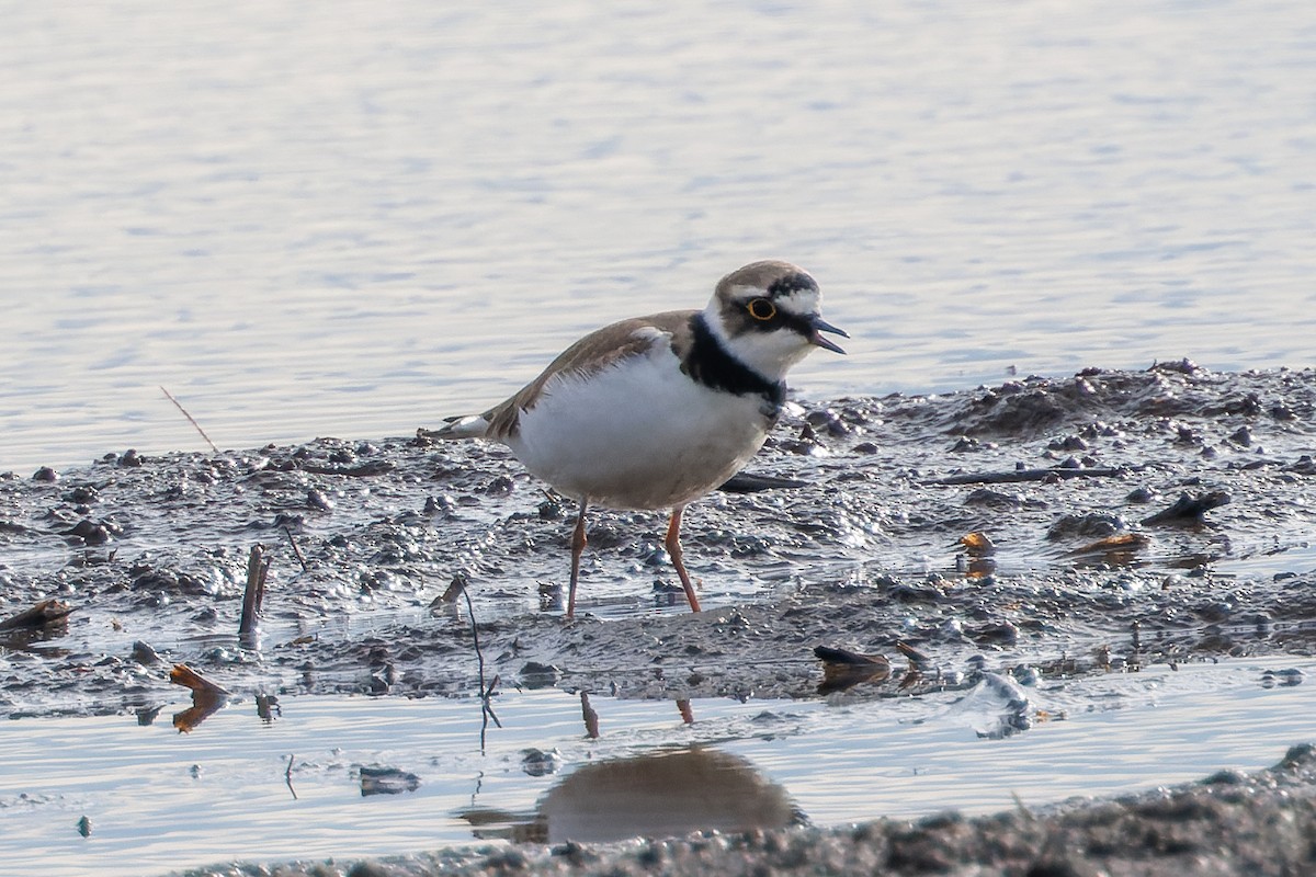 Little Ringed Plover - ML618211133