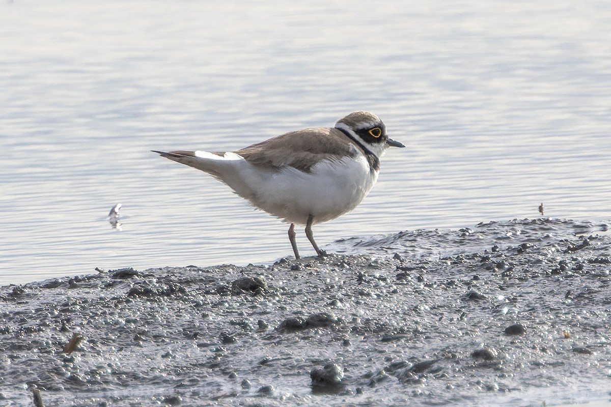 Little Ringed Plover - ML618211134