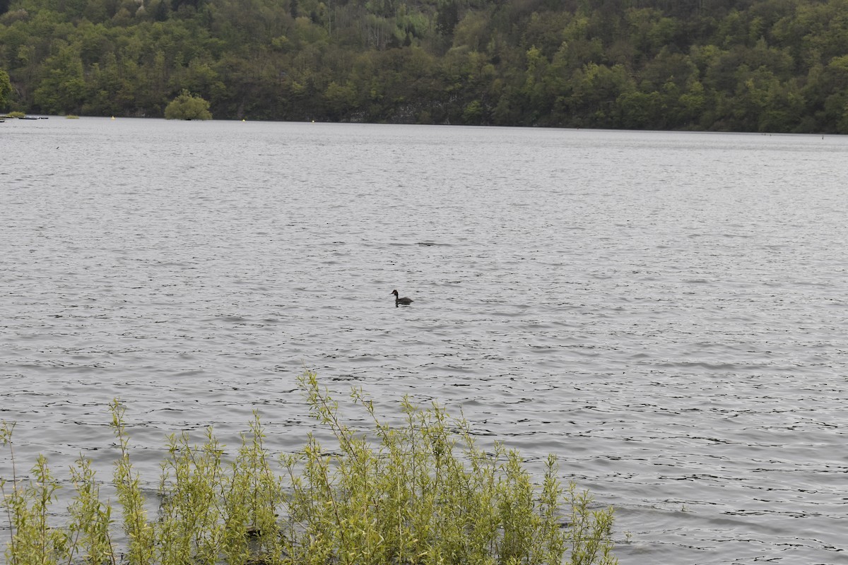 potápka roháč - ML618211138