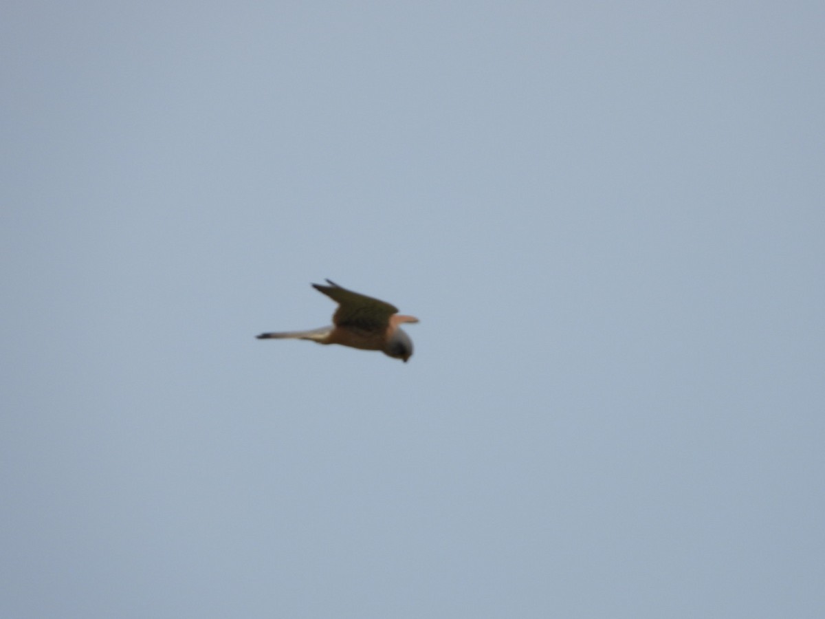 Eurasian Kestrel - Anita Sigstam