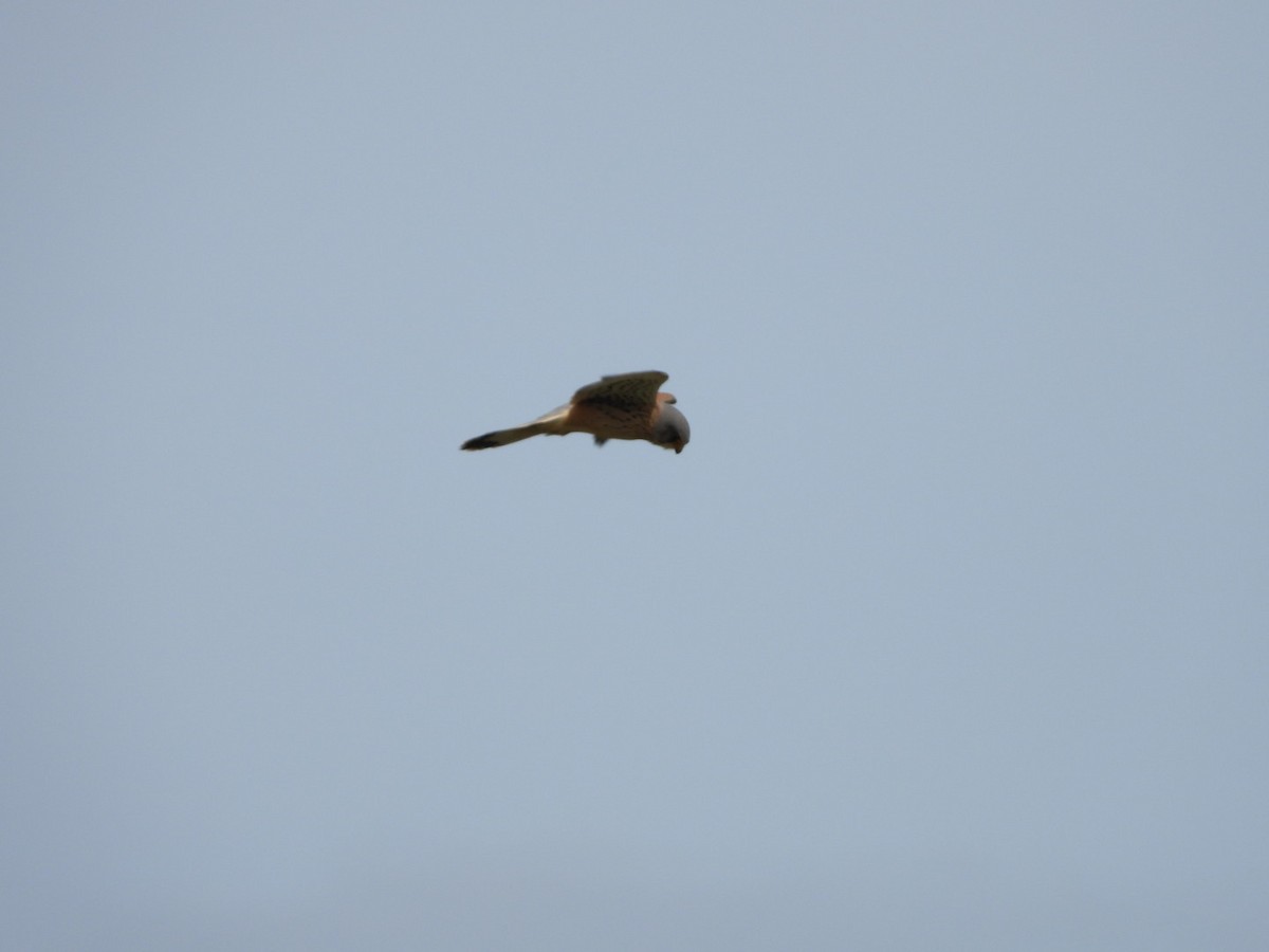 Eurasian Kestrel - ML618211147