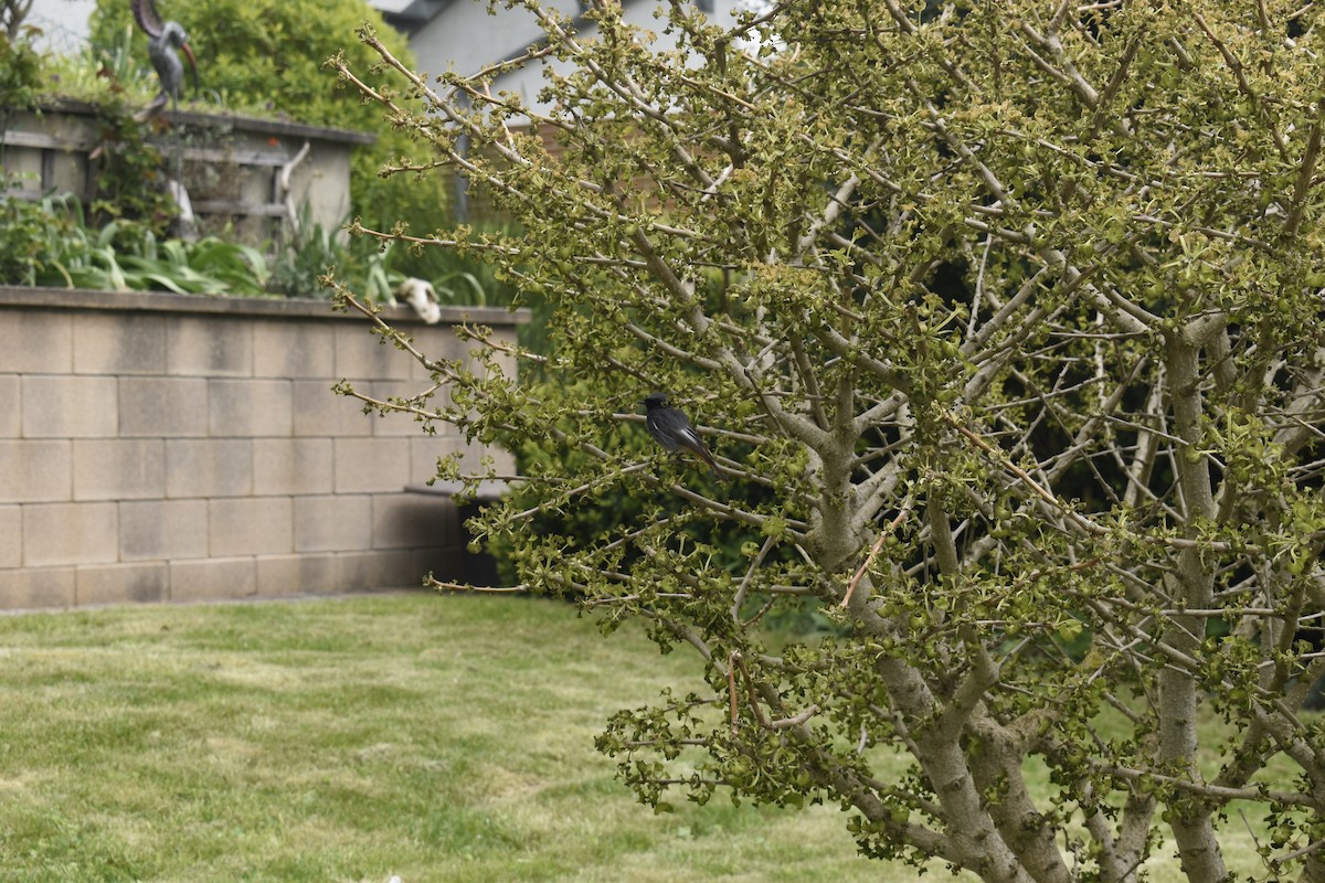 rehek domácí - ML618211156