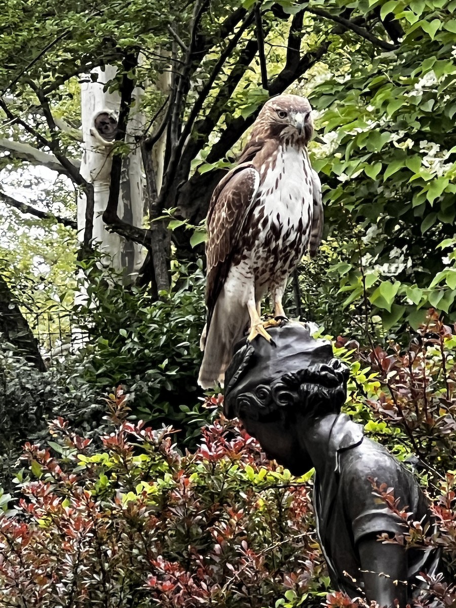 Red-tailed Hawk - Alison Quammie