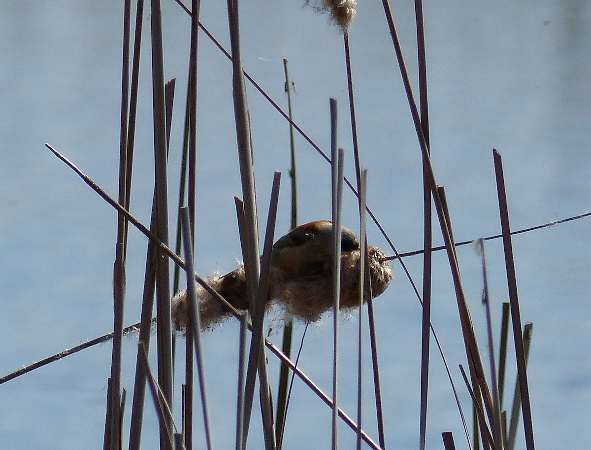 Eurasian Penduline-Tit - ML618211192