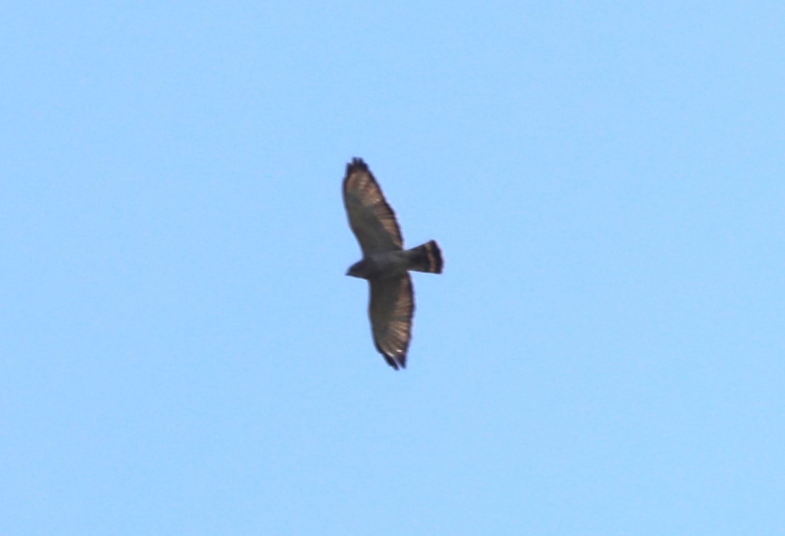 Broad-winged Hawk - "Chia" Cory Chiappone ⚡️