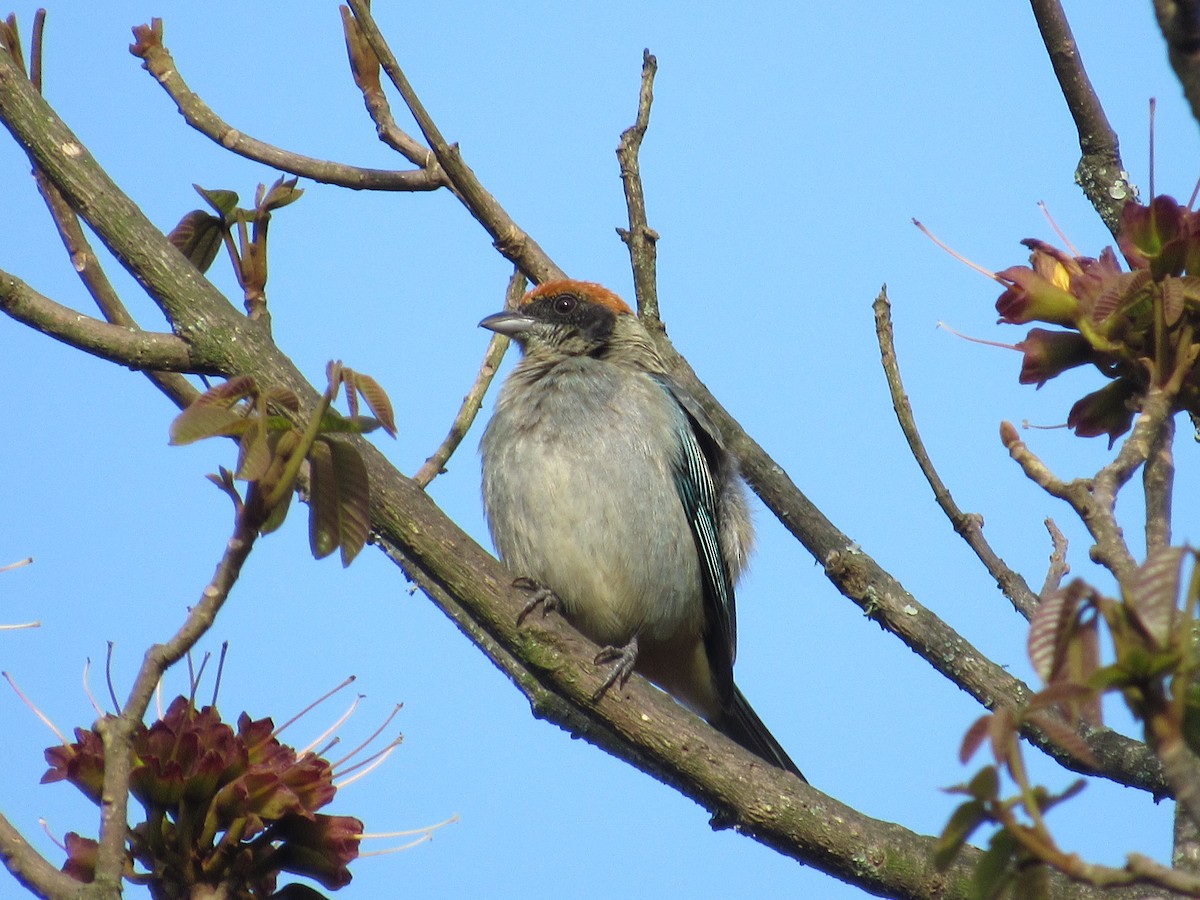 Scrub Tanager - Juan Tamayo