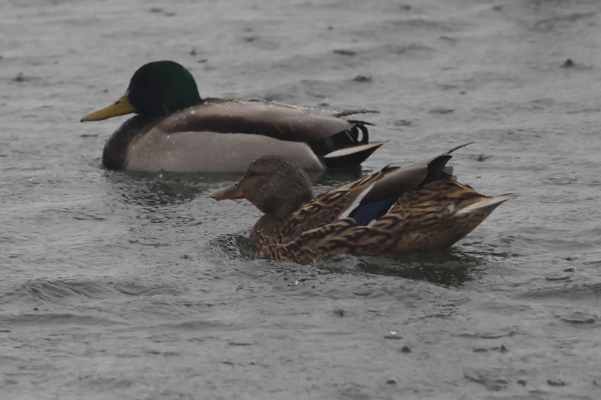 Mallard - Fabio Olmos