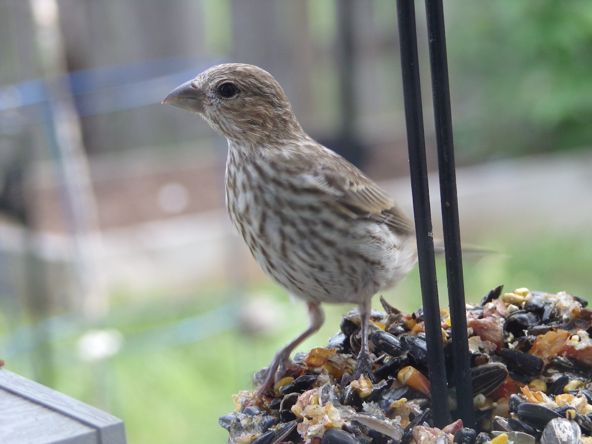 House Finch - Texas Bird Family