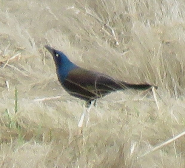 Common Grackle - Roger Debenham