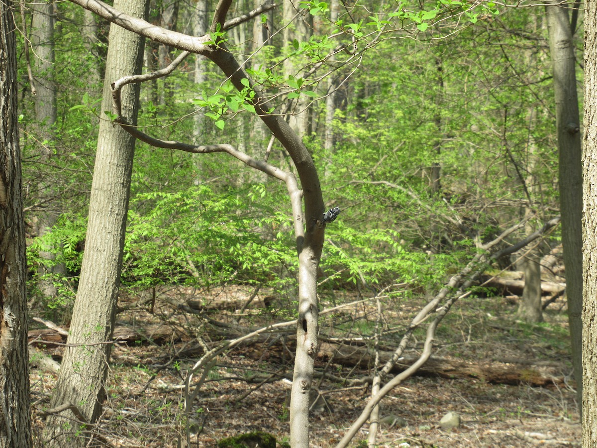 Black-and-white Warbler - Barry Capella