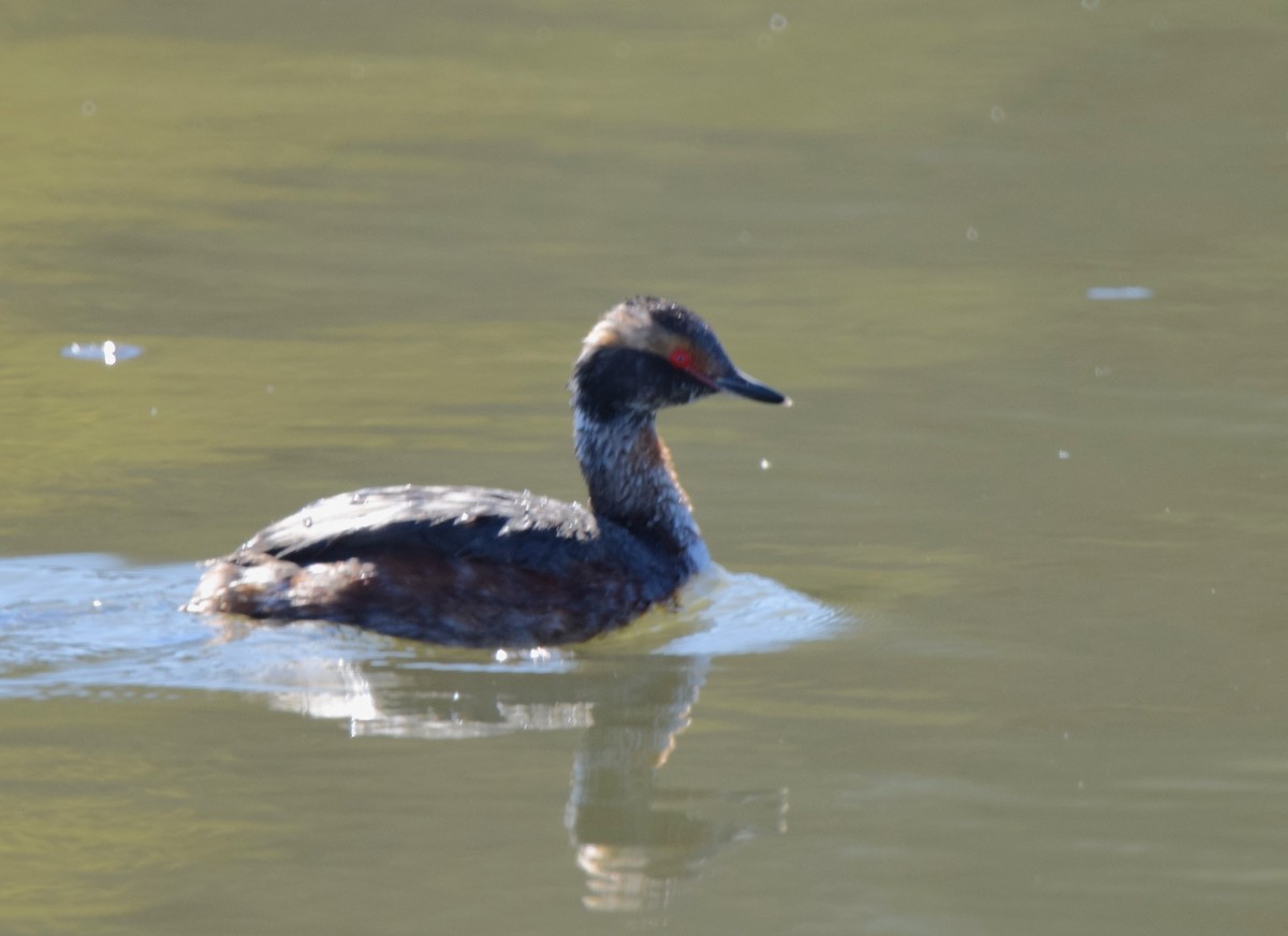 Horned Grebe - David  Minoli