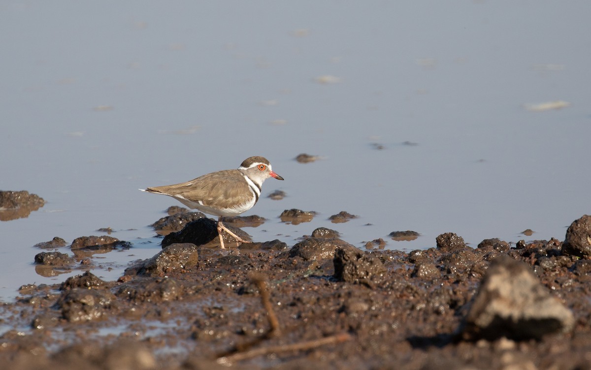 Three-banded Plover - simon walkley