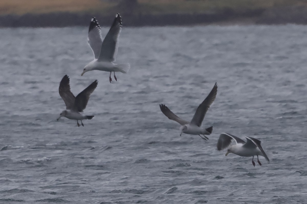 Slaty-backed Gull - Fabio Olmos