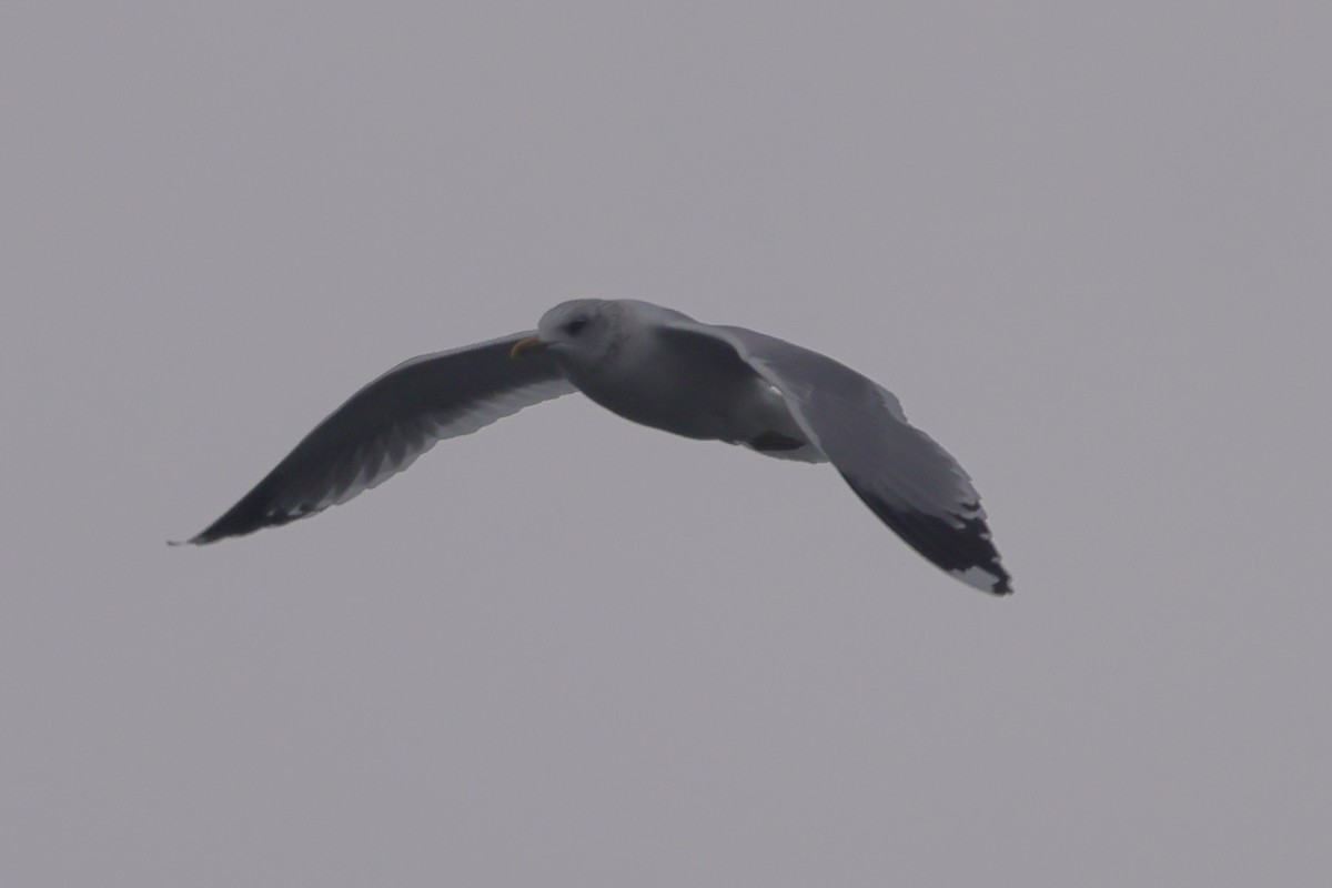 Common Gull (Kamchatka) - Fabio Olmos