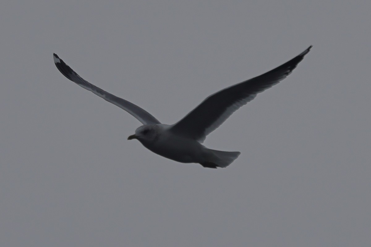 Common Gull (Kamchatka) - Fabio Olmos