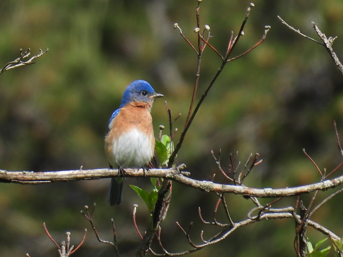 Eastern Bluebird - Cynthia Nickerson