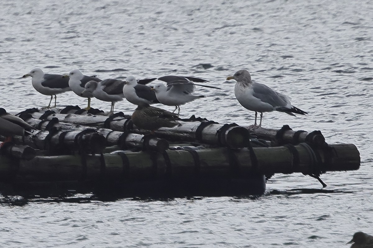 Herring Gull (Vega) - Fabio Olmos