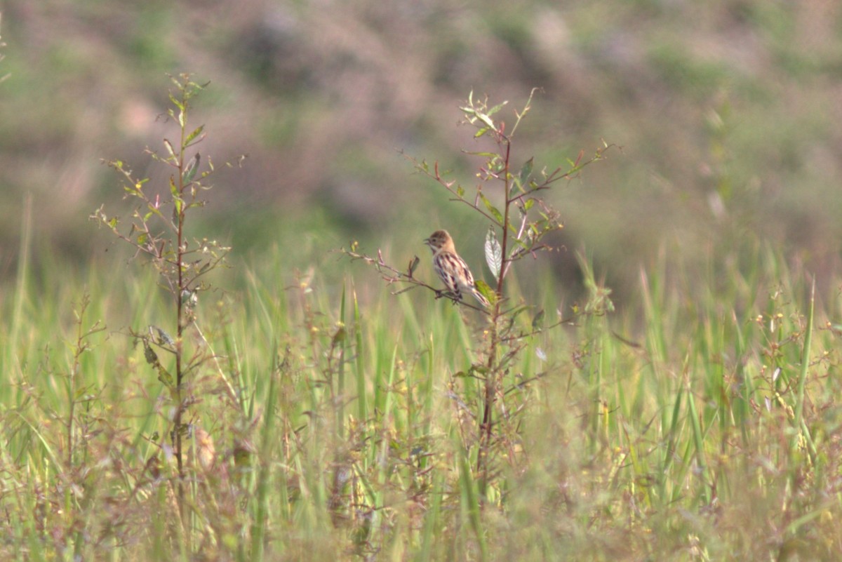 Pallas's Bunting - Chih-Wei(David) Lin