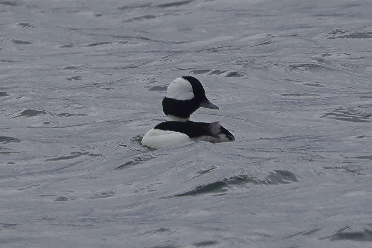 Bufflehead - Fabio Olmos