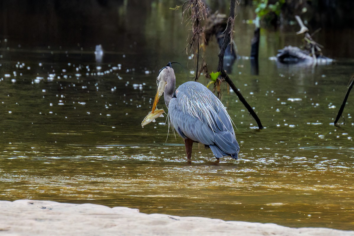 Great Blue Heron - Dennis Miller