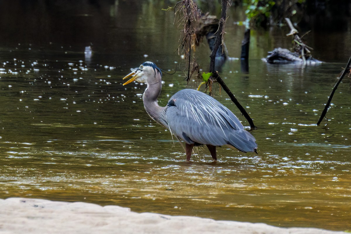 Great Blue Heron - Dennis Miller