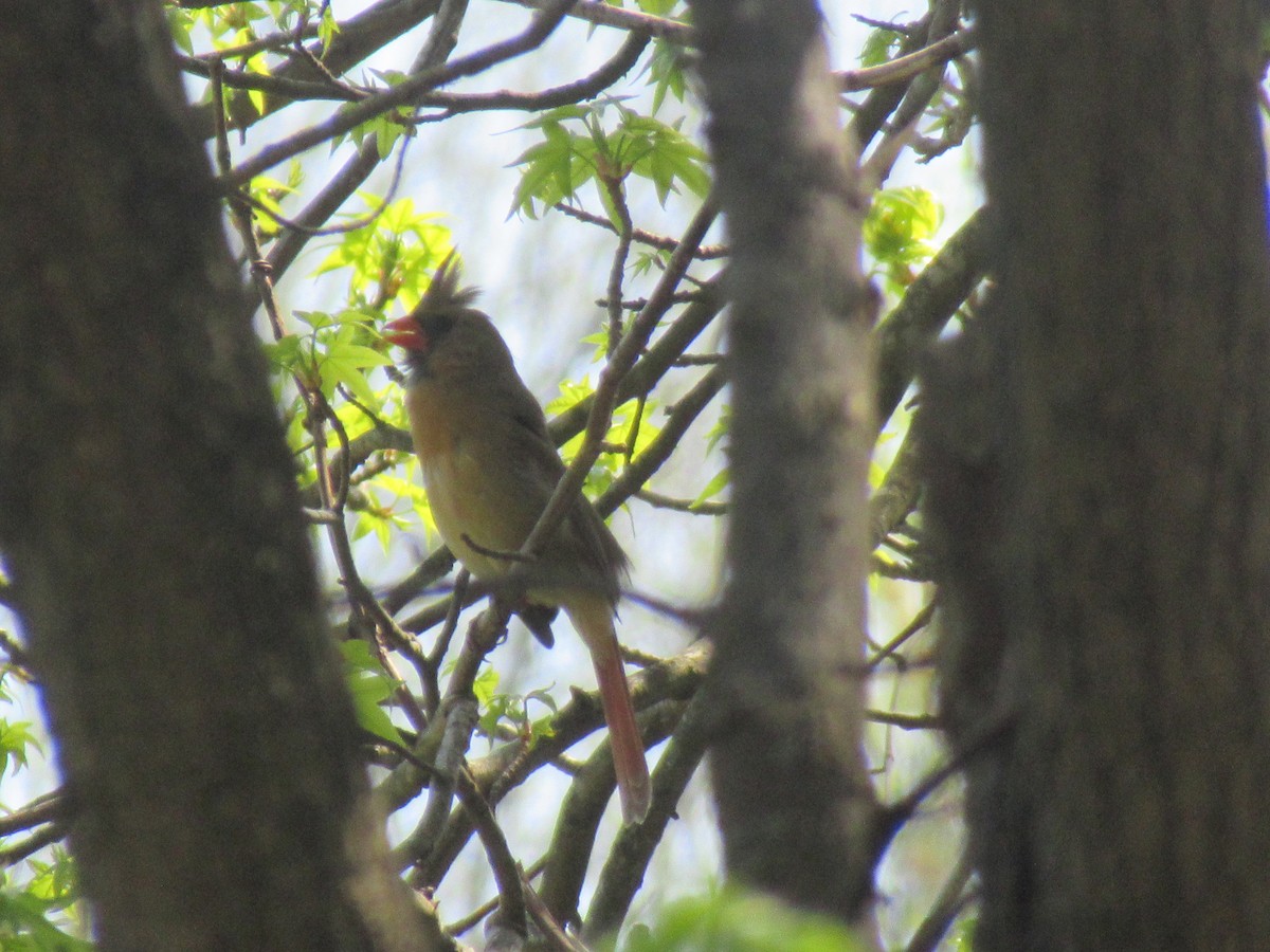 Northern Cardinal - Barry Capella