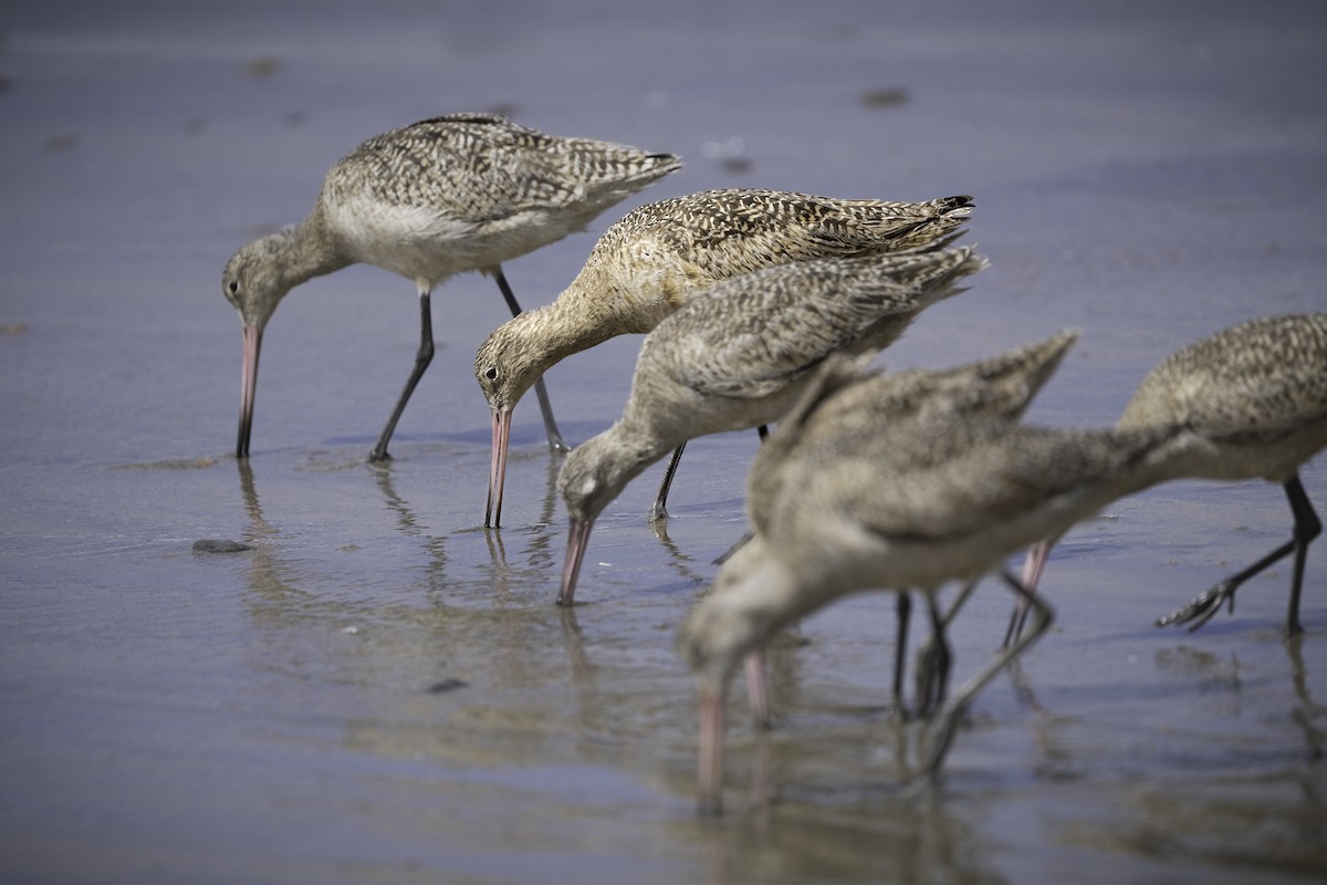 Marbled Godwit - Ewan Anderson