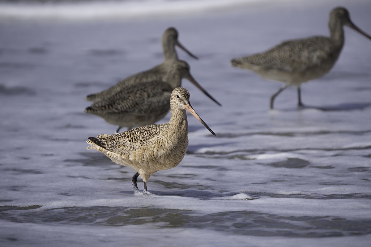 Marbled Godwit - ML618211293