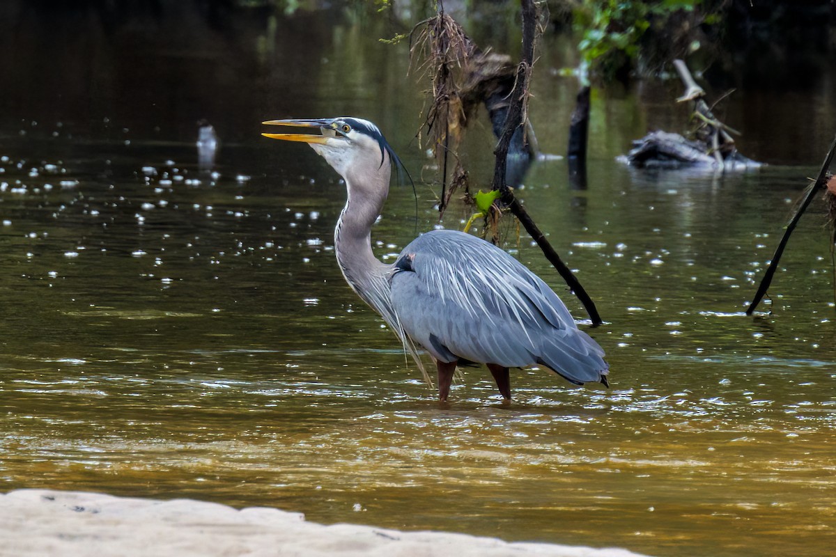 Great Blue Heron - Dennis Miller