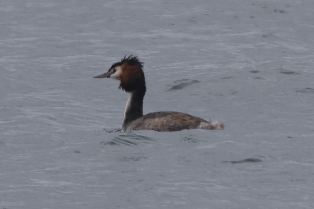 Great Crested Grebe - Fabio Olmos