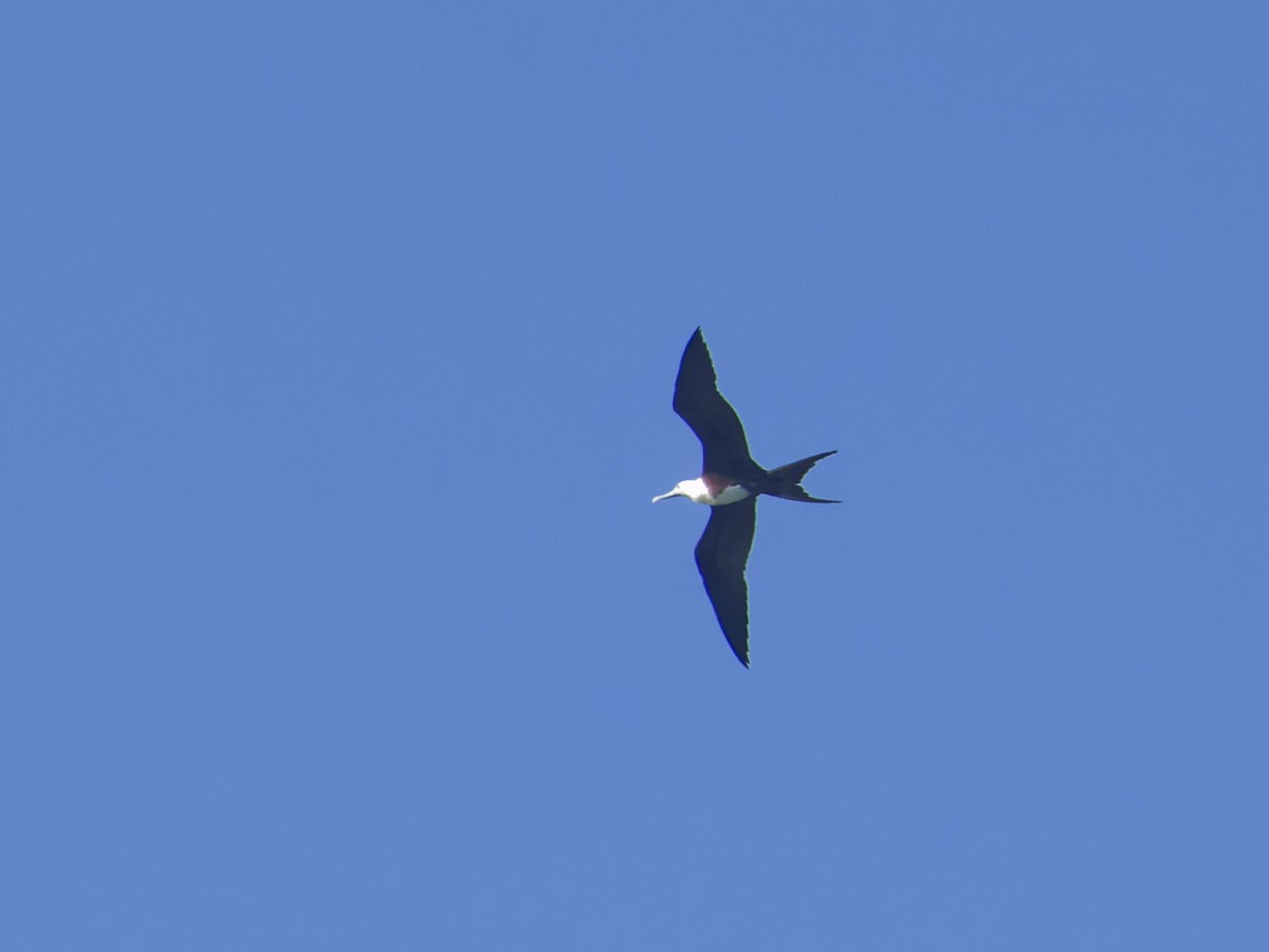 Magnificent Frigatebird - Angus Wilson