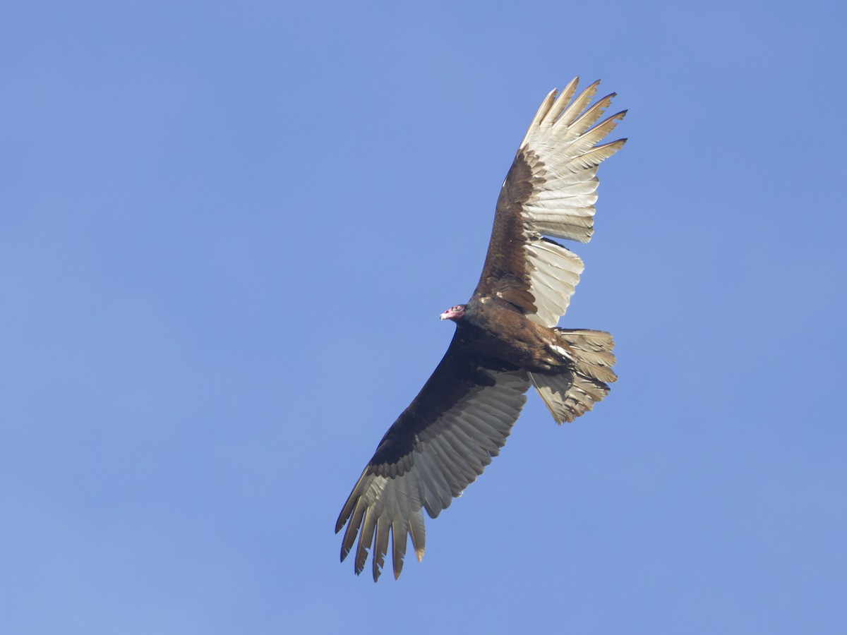 Turkey Vulture - Angus Wilson