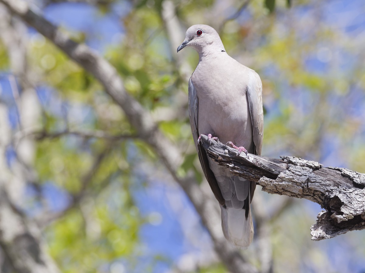 Eurasian Collared-Dove - Angus Wilson