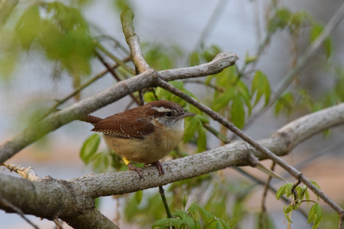 Carolina Wren - David  Minoli