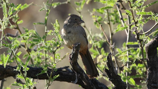 Canyon Towhee - ML618211349