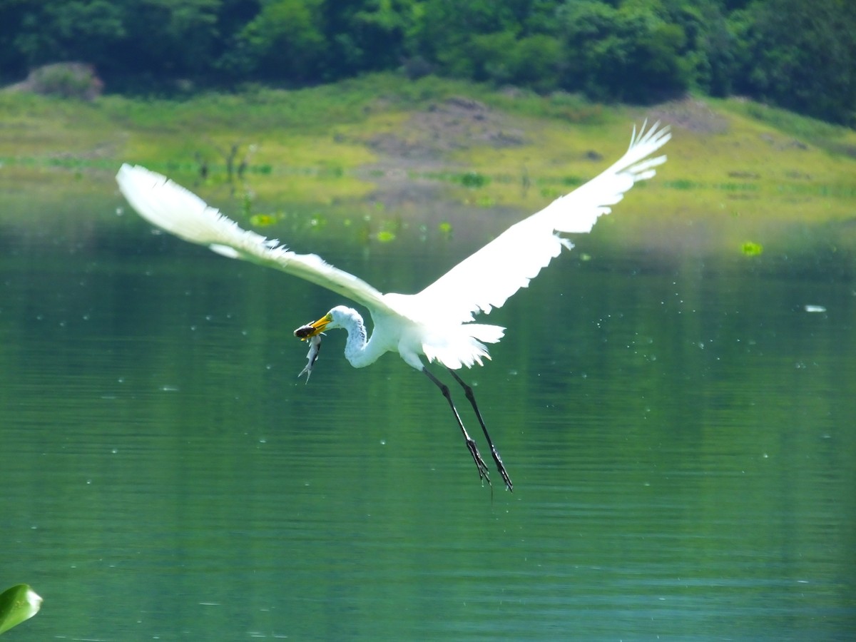 Great Egret - Andrew Dressel