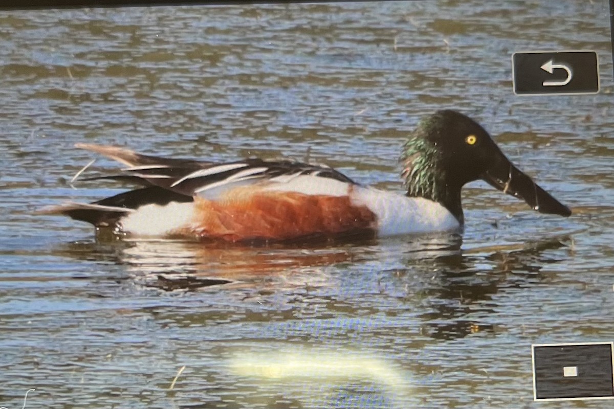 Northern Shoveler - Michelle Chase