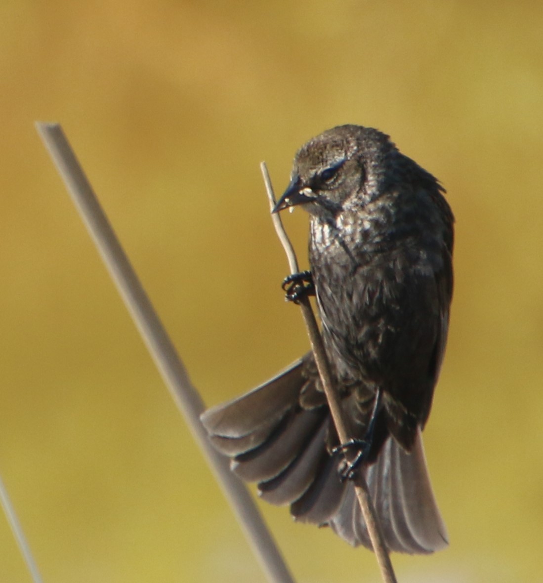 Red-winged Blackbird - Doug Henderson