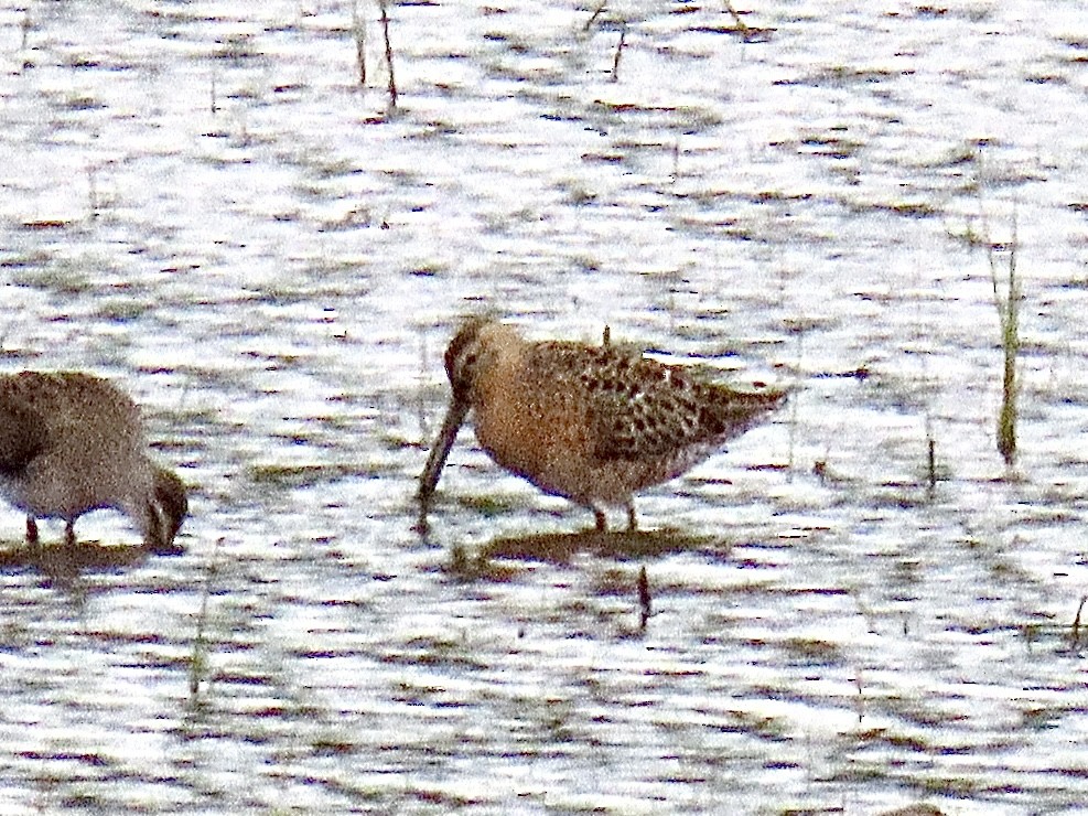 Short-billed Dowitcher - Justin Carter