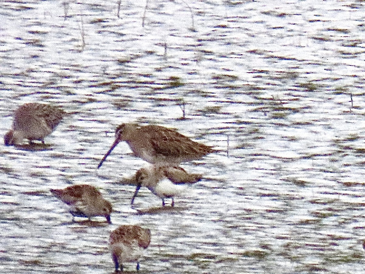 Short-billed Dowitcher - Justin Carter