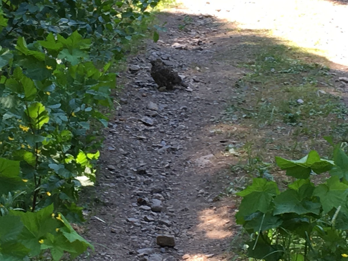 Spruce Grouse - ML618211388