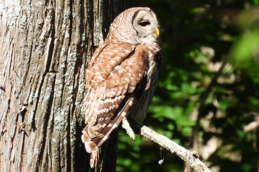 Barred Owl - Bonnie Cockings