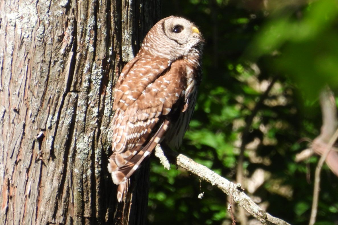 Barred Owl - ML618211391