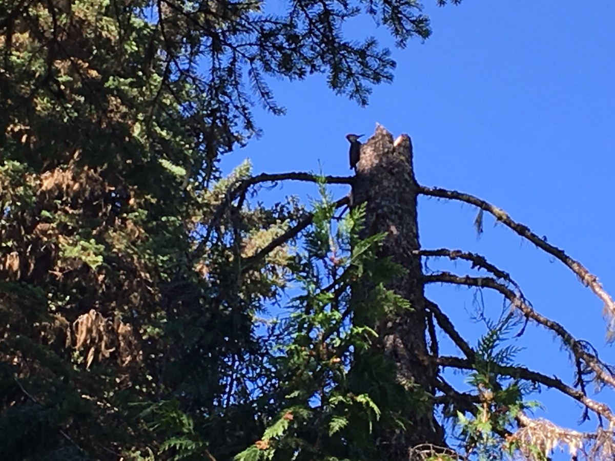 Pileated Woodpecker - Rob Woods