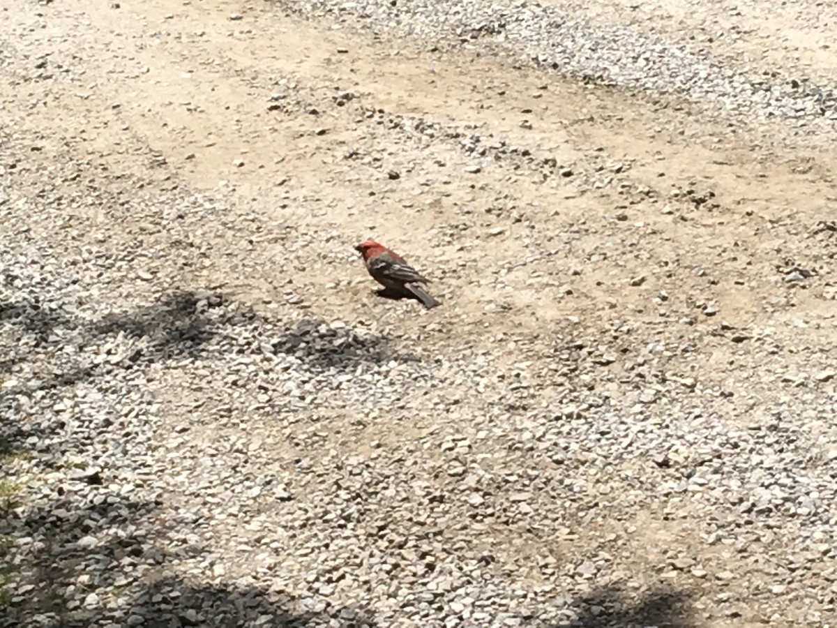 Pine Grosbeak - ML618211406