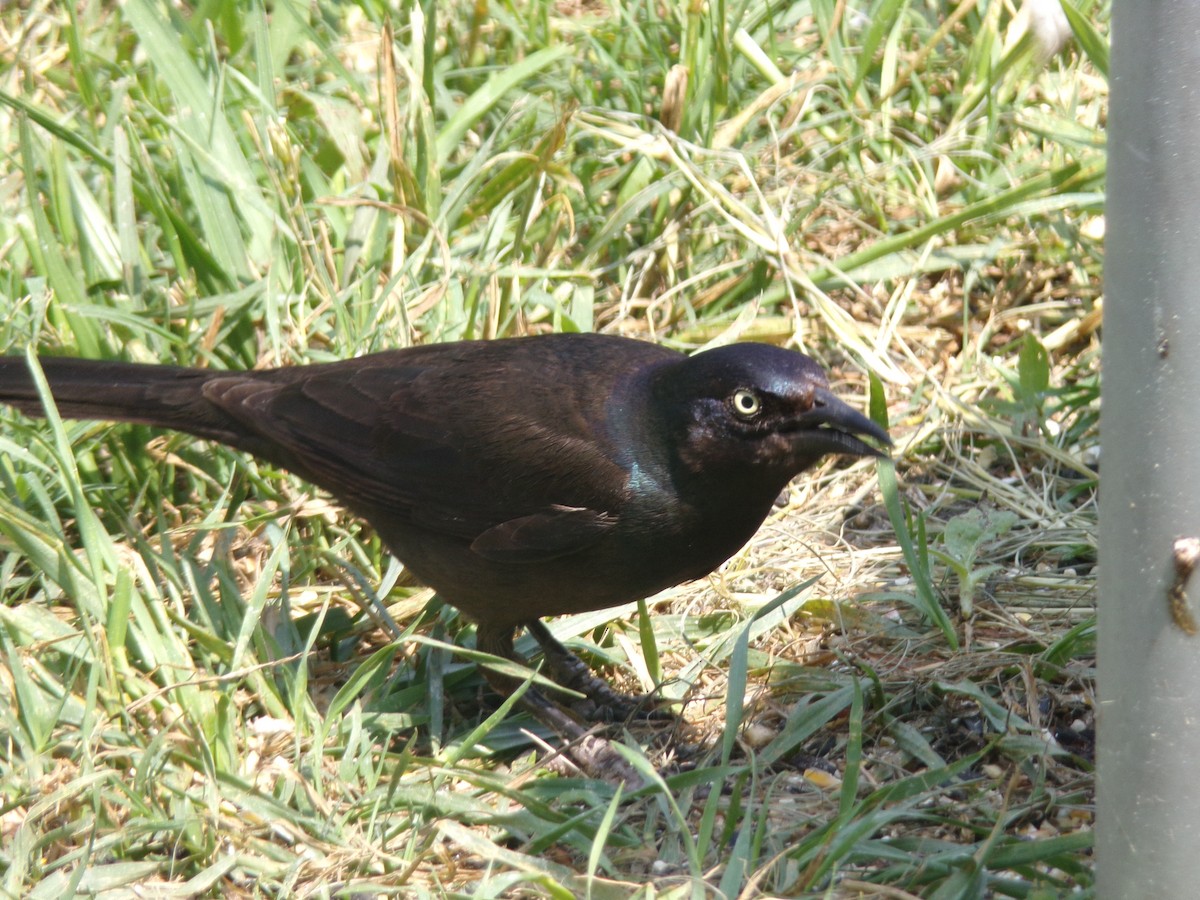 Common Grackle - Texas Bird Family