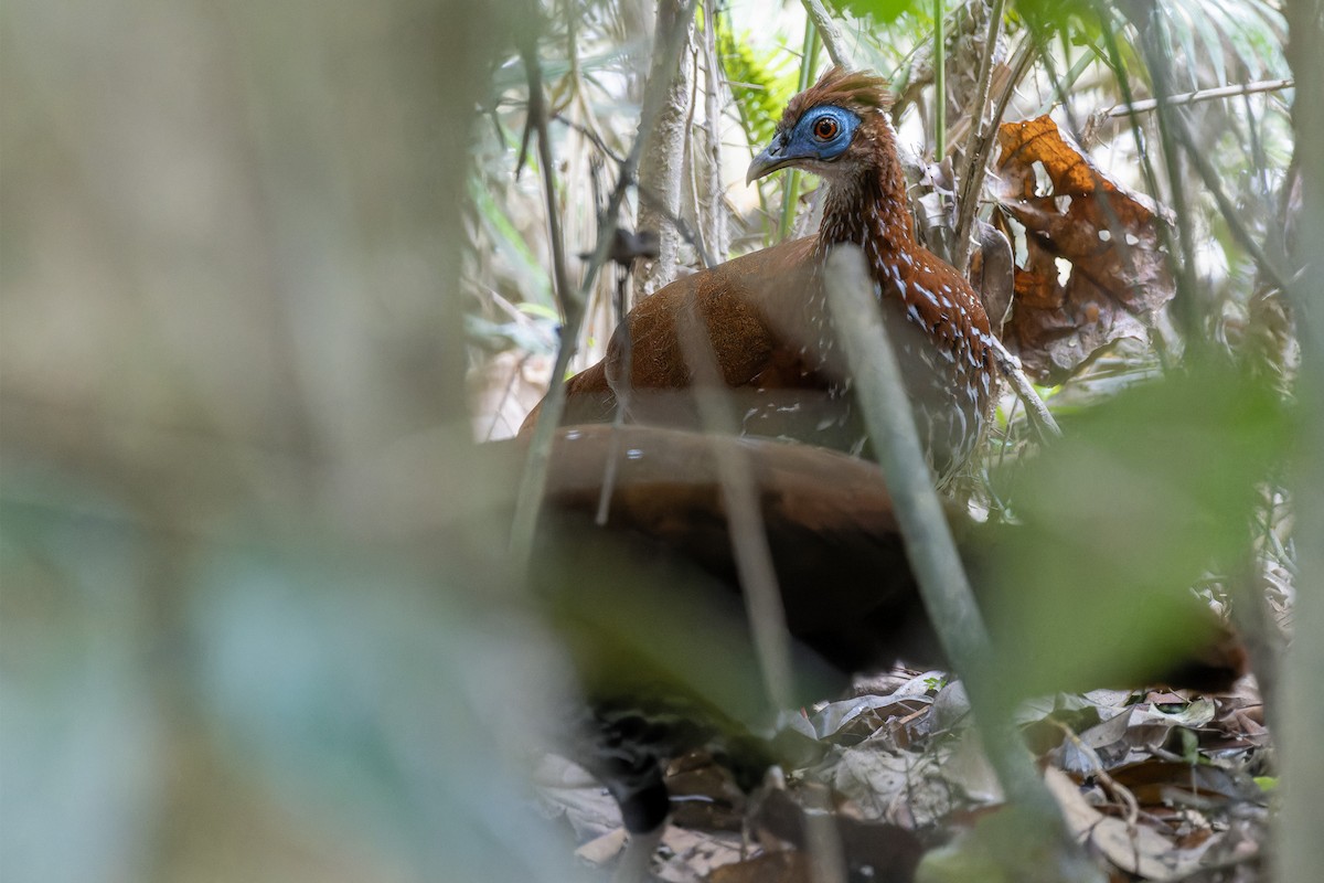 Malayan Crested Fireback - ML618211419